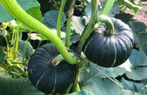 吃瓜群 网红,揭秘网络红人的幕后生活  第3张